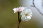 20161103サクラ‘ジュウガツザクラ’	桜‘十月桜’	Cerasus subhirtella ‘Autumnalis’	10月 4月